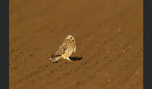 Sumpfohreule (Asio flammeus)