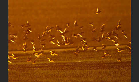 Star (Sturnus vulgaris)