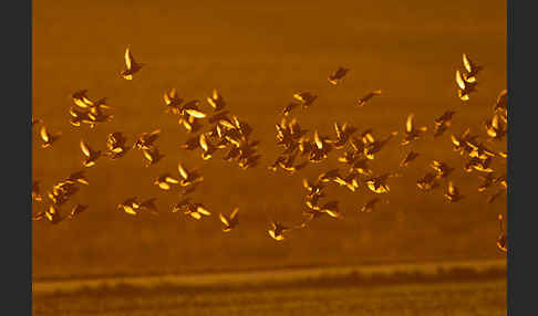 Star (Sturnus vulgaris)