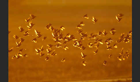 Star (Sturnus vulgaris)