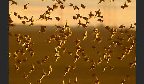 Star (Sturnus vulgaris)