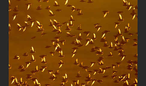 Star (Sturnus vulgaris)