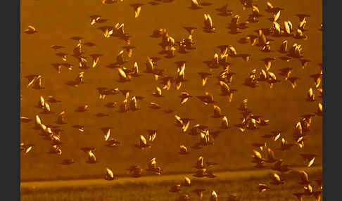 Star (Sturnus vulgaris)