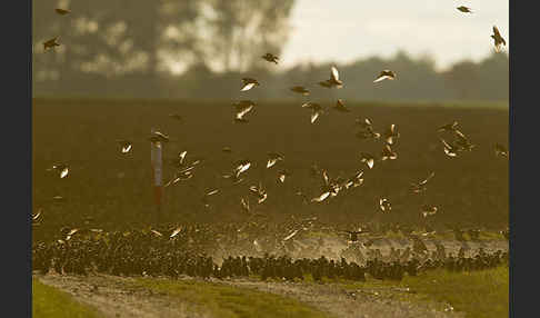 Star (Sturnus vulgaris)