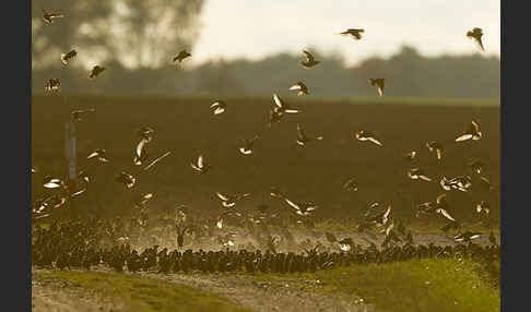 Star (Sturnus vulgaris)