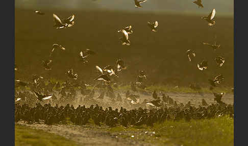 Star (Sturnus vulgaris)