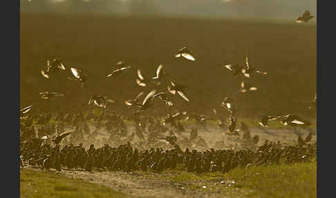 Star (Sturnus vulgaris)