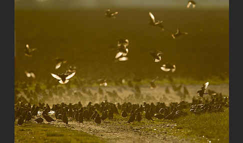 Star (Sturnus vulgaris)