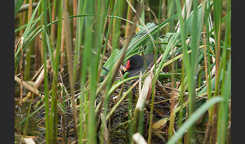 Teichralle (Gallinula chloropus)