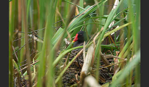 Teichralle (Gallinula chloropus)