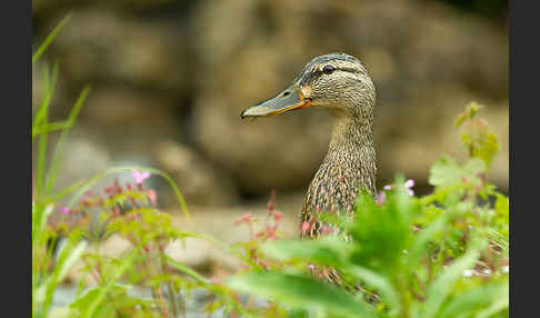 Stockente (Anas platyrhynchos)