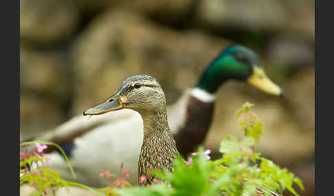 Stockente (Anas platyrhynchos)