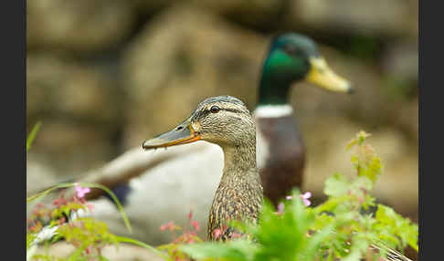 Stockente (Anas platyrhynchos)