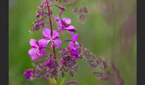 Schmalblättriges Weidenröschen (Epilobium angustifolium)