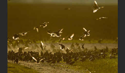 Star (Sturnus vulgaris)