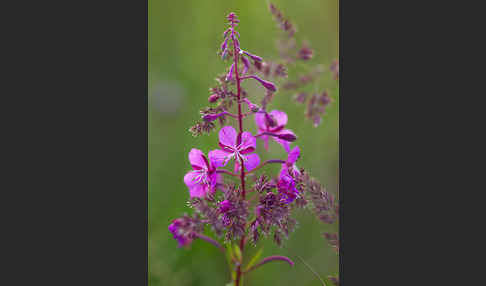 Schmalblättriges Weidenröschen (Epilobium angustifolium)