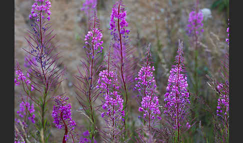 Schmalblättriges Weidenröschen (Epilobium angustifolium)