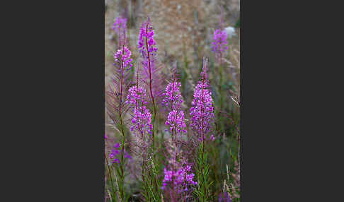 Schmalblättriges Weidenröschen (Epilobium angustifolium)