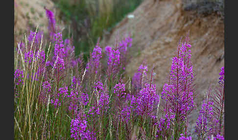 Schmalblättriges Weidenröschen (Epilobium angustifolium)