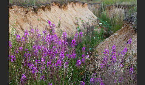 Schmalblättriges Weidenröschen (Epilobium angustifolium)