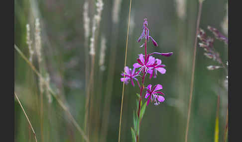 Schmalblättriges Weidenröschen (Epilobium angustifolium)