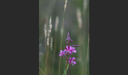 Schmalblättriges Weidenröschen (Epilobium angustifolium)