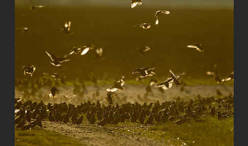 Star (Sturnus vulgaris)