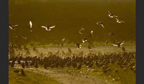 Star (Sturnus vulgaris)