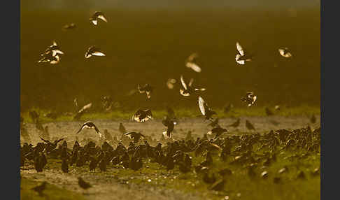 Star (Sturnus vulgaris)