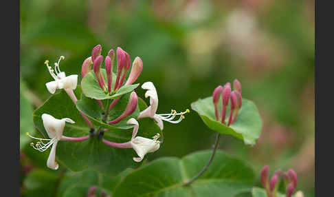 Wald-Geißblatt (Lonicera periclymenum)