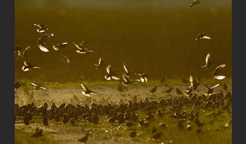 Star (Sturnus vulgaris)