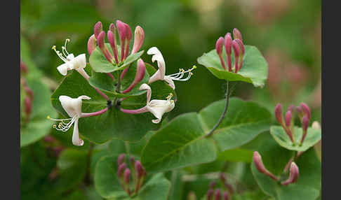 Wald-Geißblatt (Lonicera periclymenum)