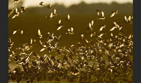 Star (Sturnus vulgaris)