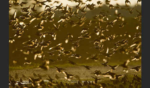 Star (Sturnus vulgaris)