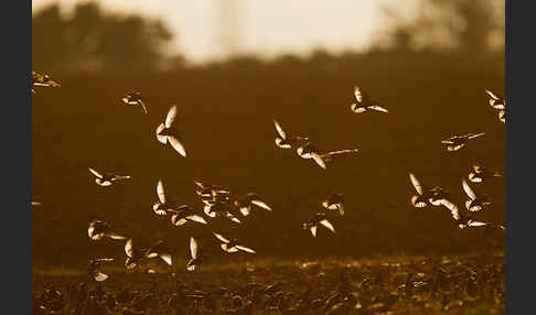 Star (Sturnus vulgaris)