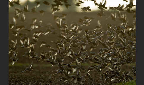 Star (Sturnus vulgaris)