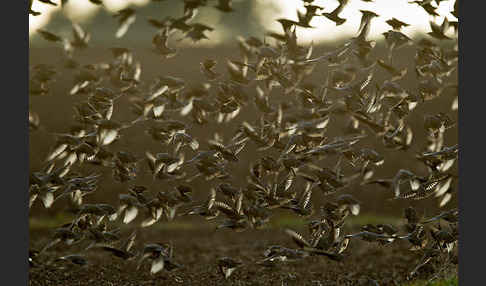 Star (Sturnus vulgaris)