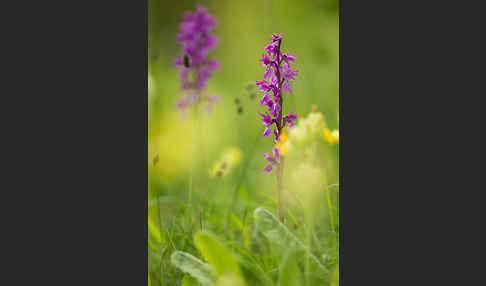 Manns-Knabenkraut (Orchis mascula)