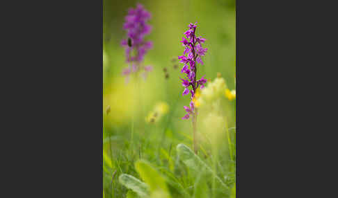 Manns-Knabenkraut (Orchis mascula)