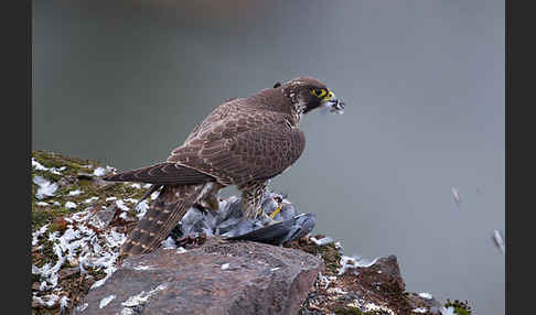 Wanderfalke (Falco peregrinus)