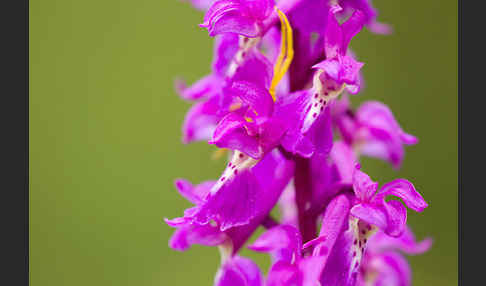 Manns-Knabenkraut (Orchis mascula)