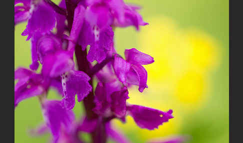 Manns-Knabenkraut (Orchis mascula)