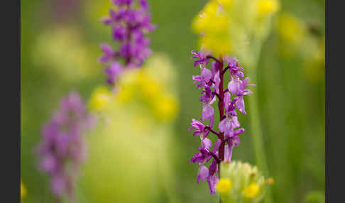 Manns-Knabenkraut (Orchis mascula)