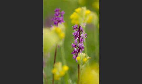 Manns-Knabenkraut (Orchis mascula)