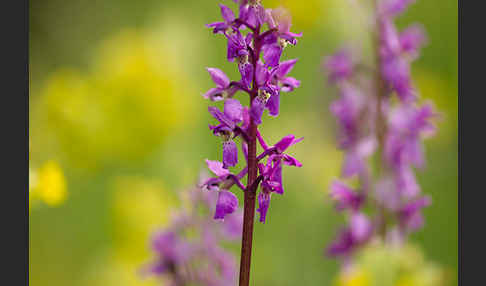 Manns-Knabenkraut (Orchis mascula)