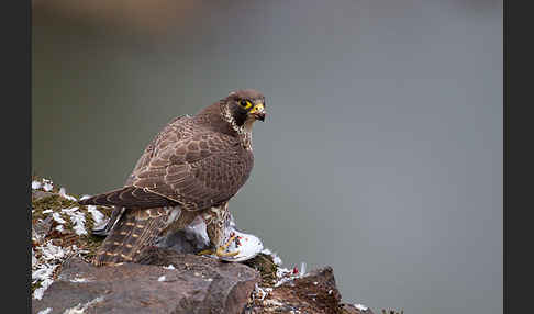 Wanderfalke (Falco peregrinus)