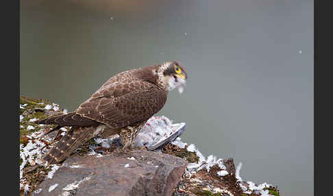 Wanderfalke (Falco peregrinus)