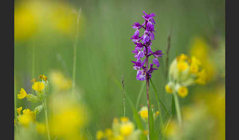 Manns-Knabenkraut (Orchis mascula)