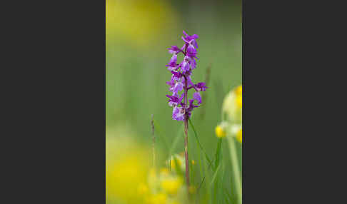 Manns-Knabenkraut (Orchis mascula)