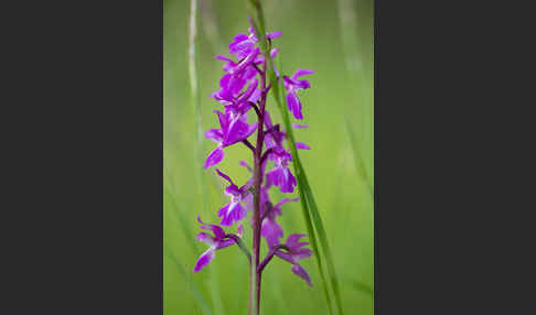 Manns-Knabenkraut (Orchis mascula)